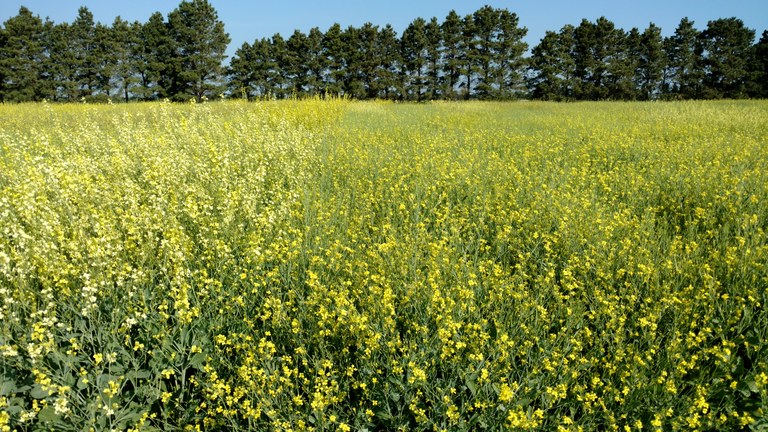 Carinata1