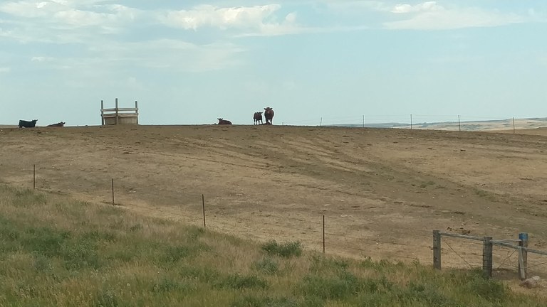 DryPasture