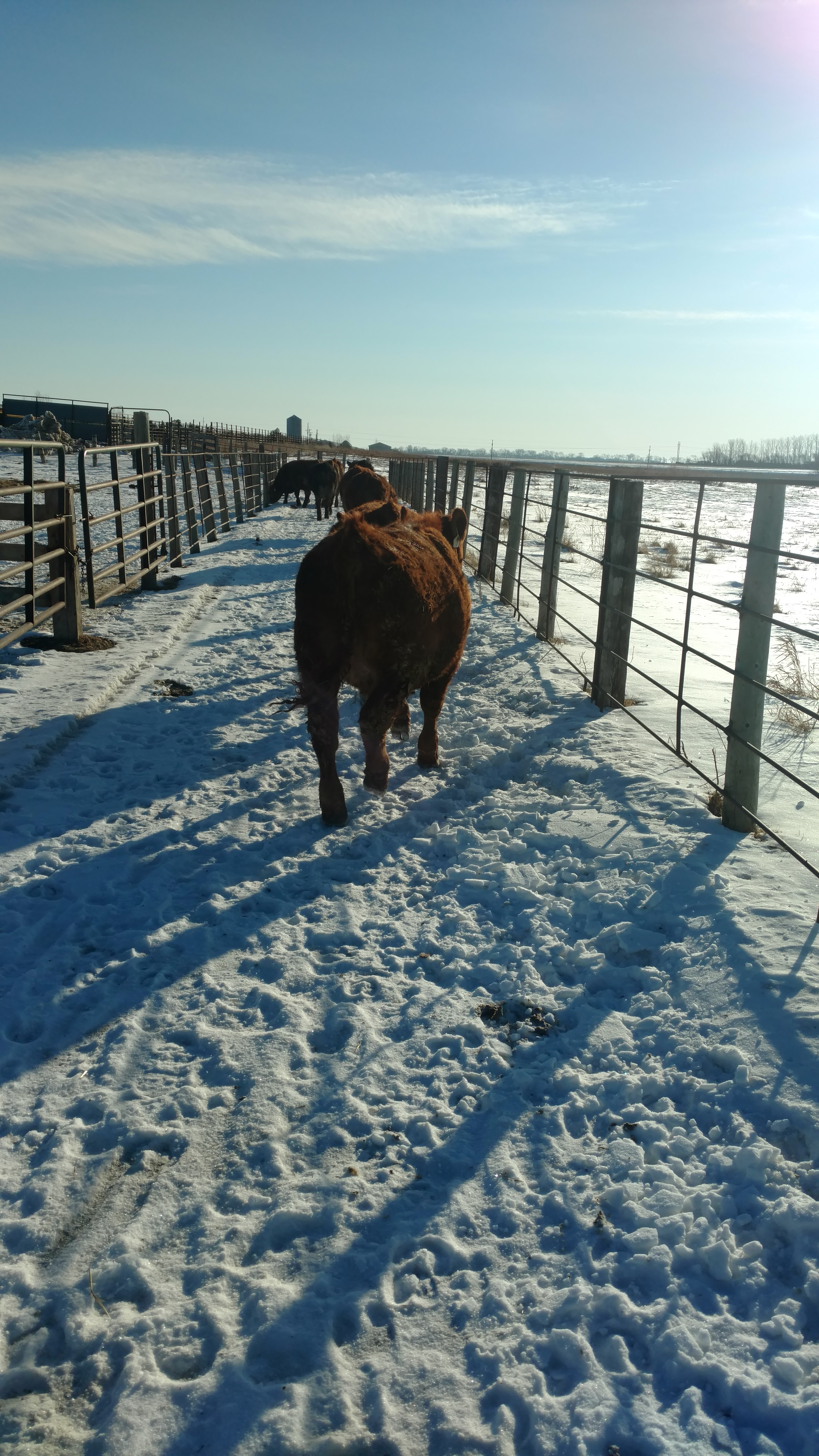 WeighingSteers