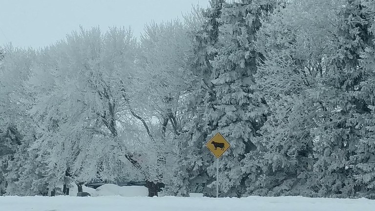WinterCowCrossing