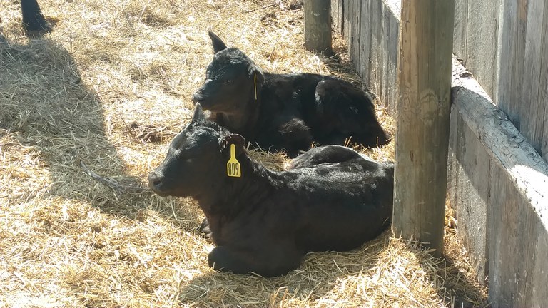 HappyCalves