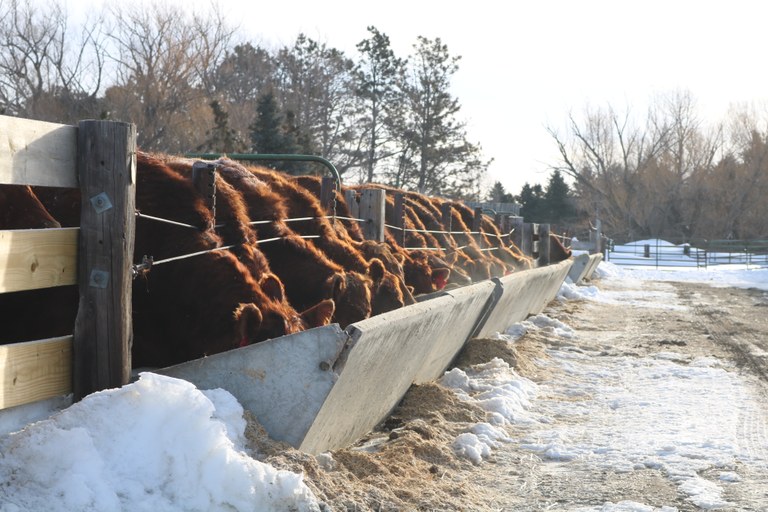 CRECCows