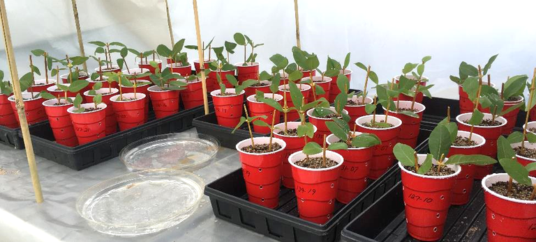 Japanese haskap cuttings in the CREC greenhouse