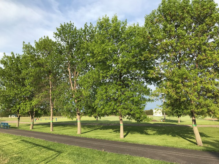 Tree-lined Milnor street