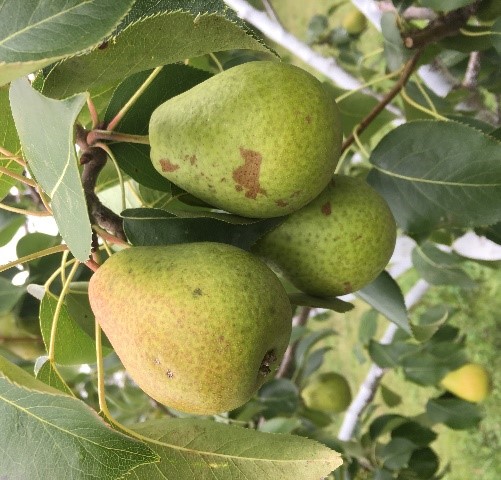Three pears on a tree branch.