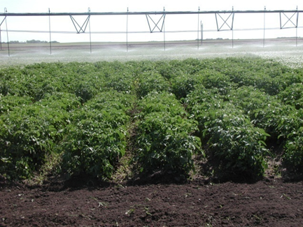 Potatoes in 2008 cover crop manure trial