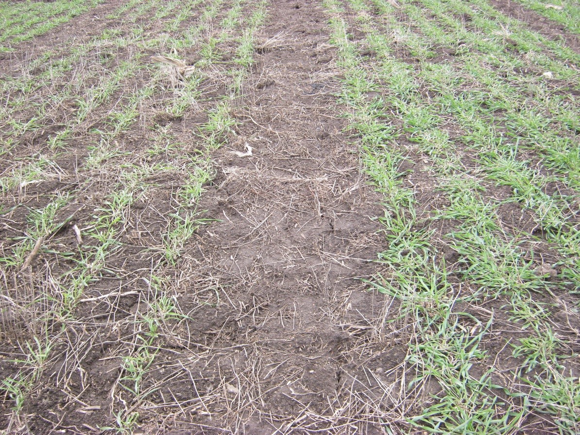 Rye2