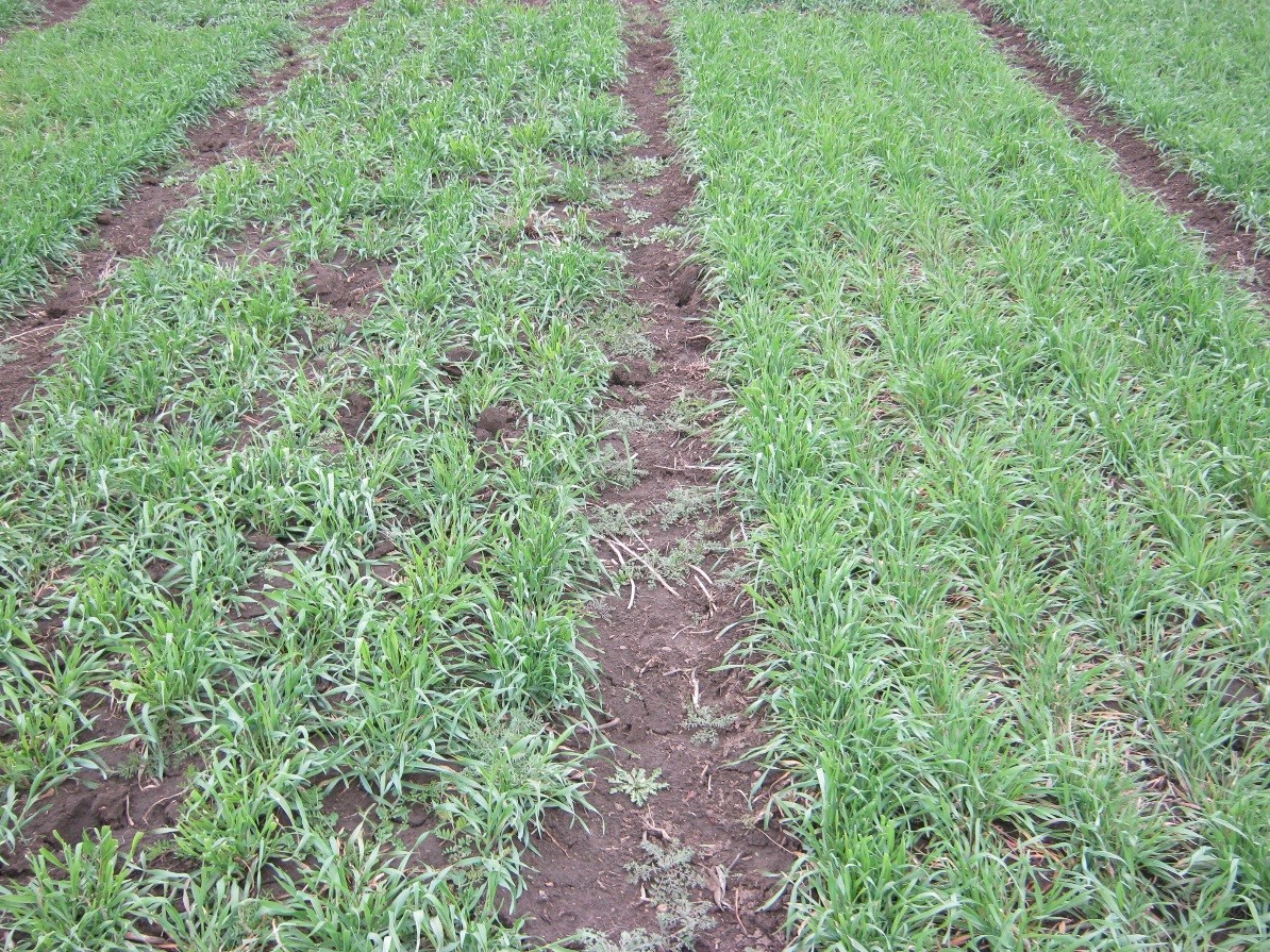 Rye3