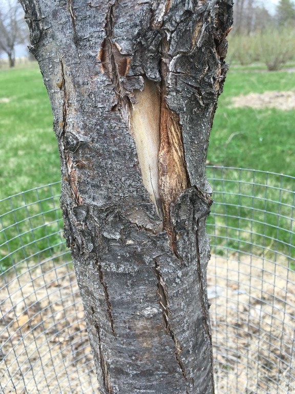Sunscald in pear tree