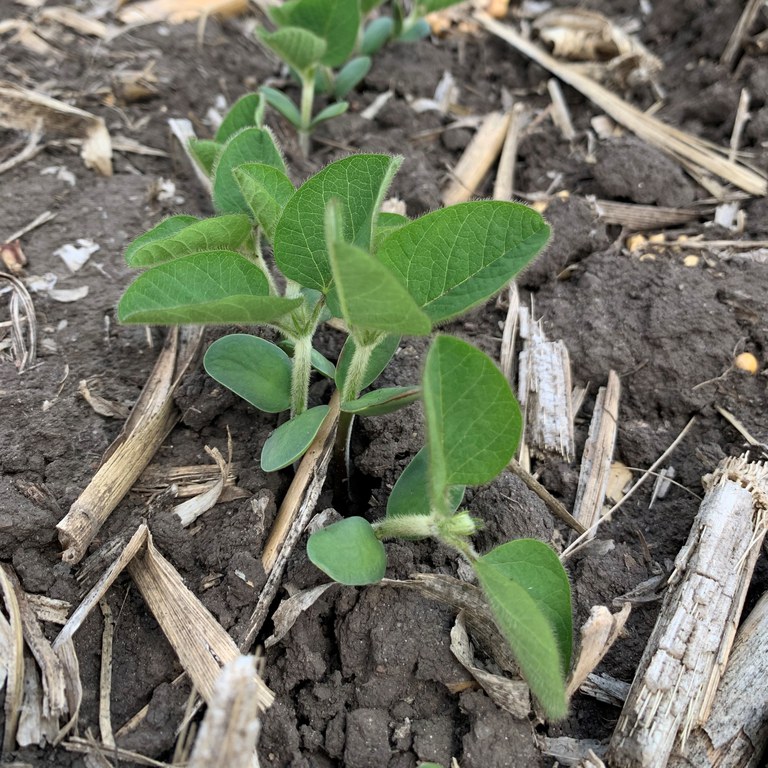 Soybean seedlings 
