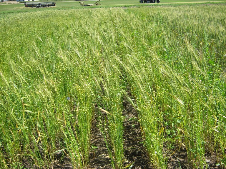 Headed wheat and flowering and bolled flax.