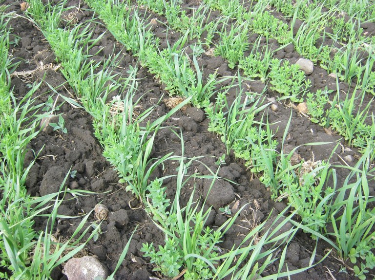 Young wheat and flax plants in rows, seven inches apart.