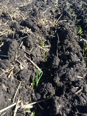 A row of small grain seedlings.