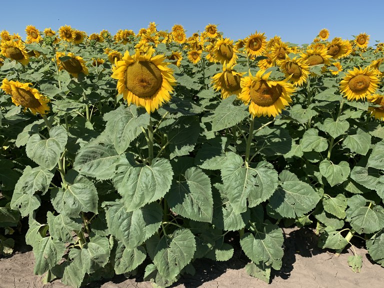 Sunflower in bloom