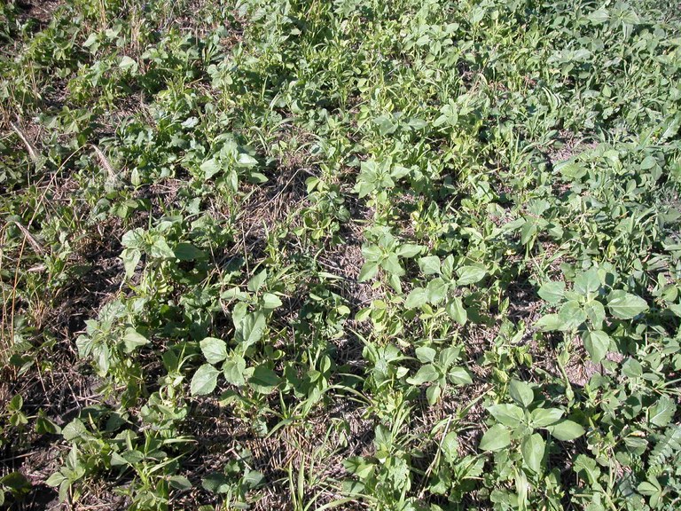 CoverCropMixture