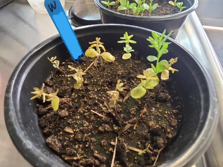 Flax displaying disease symptoms in the greenhouse.
