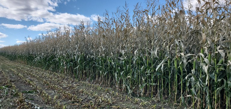 Frost damage stopped just above the ear in this field near the Canadian border.
