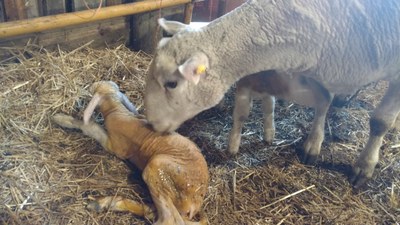 NewLamb