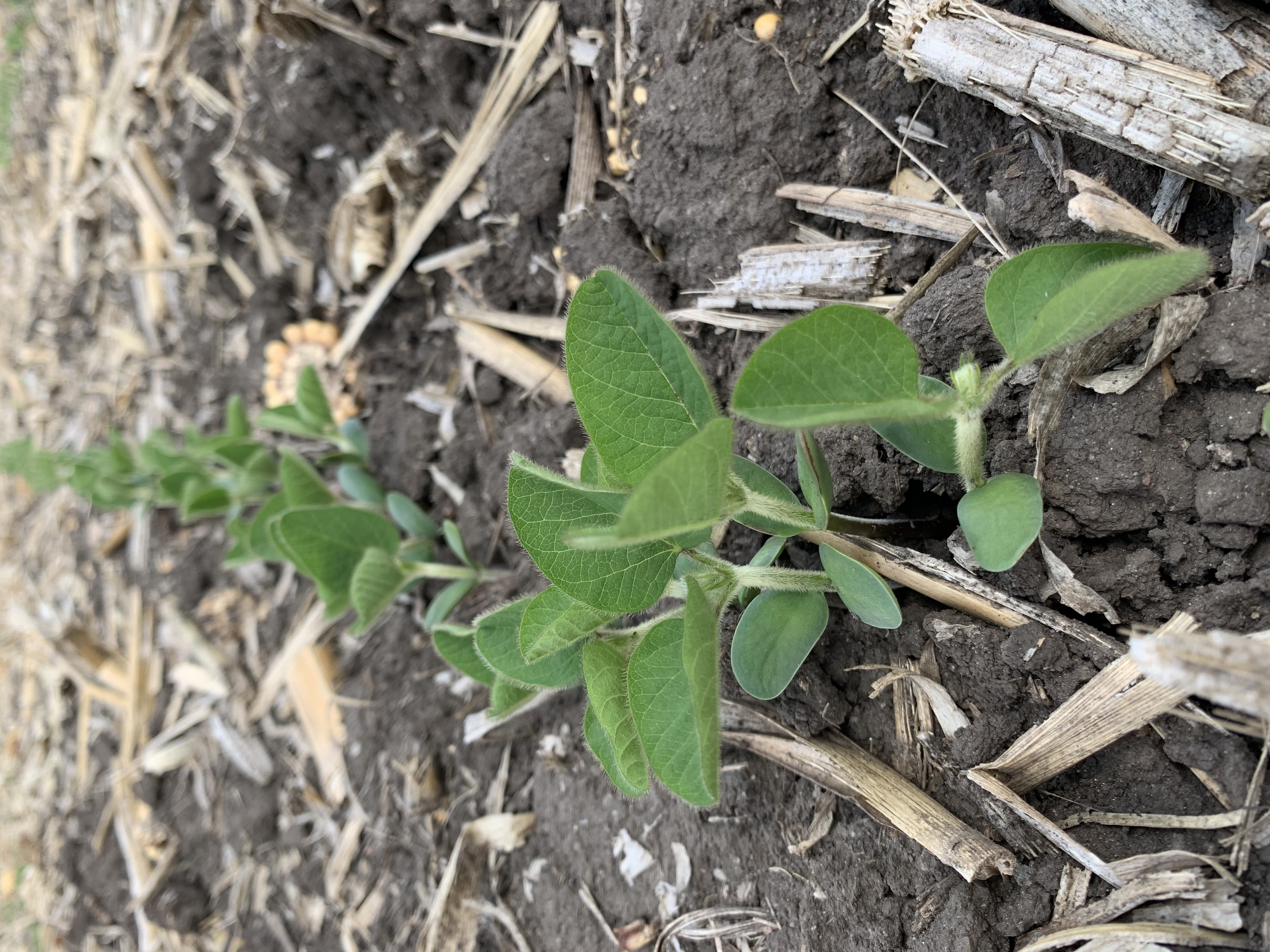 Soybean seedlings
