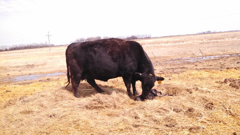 Calf17