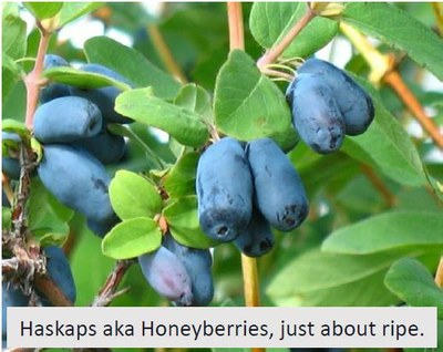 HaskapFruit