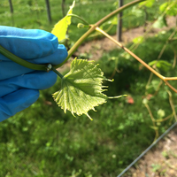 Grapes