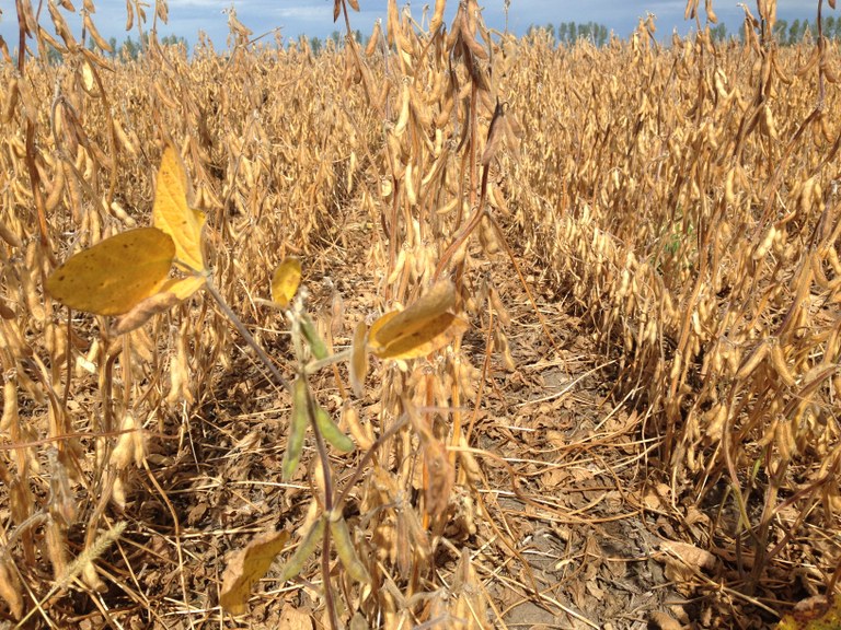 MatureSoybean