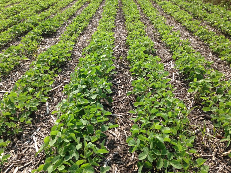 SoyTwinRow
