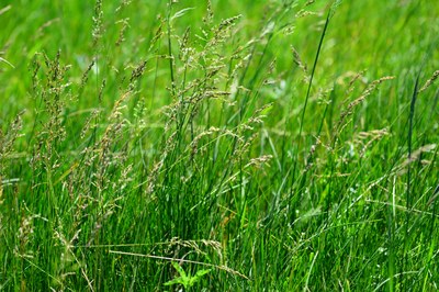 Poa pratensis