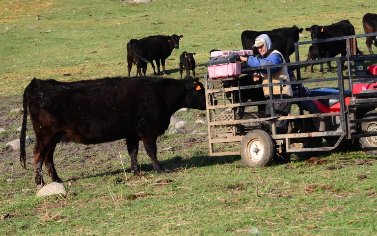 Rodney Schmidt, cow and her calf