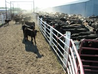Calf in yard