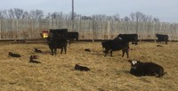 Cows with calves