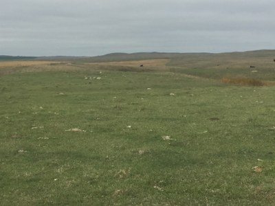 Early intensive pasture