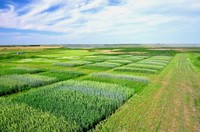 Forage plots