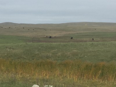 Patch burn pasture