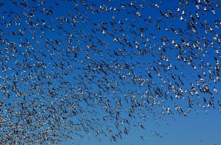 Snow geese