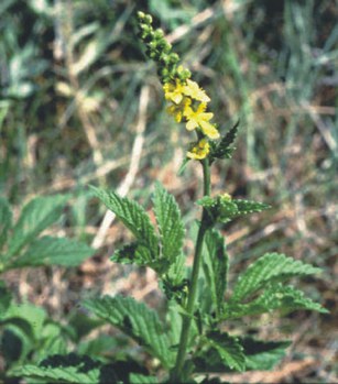 Agrimonia striata - striate agrimony