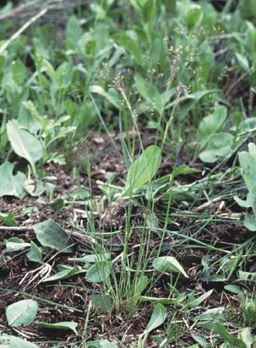 Agrostis hyemalis - ticklegrass