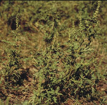 Ambrosia psilostachya - western ragweed