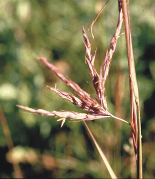 Andropogon gerardii - big bluestem