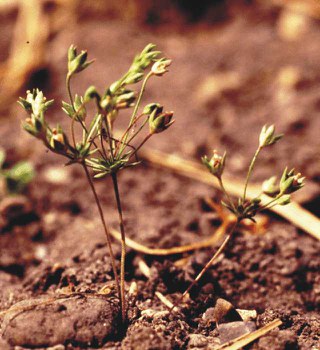 Androsace occidentalis - western rock jasmine, fairy candelabra