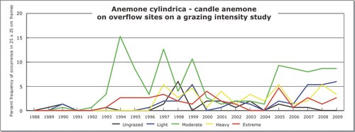 Anemone cylindrica - candle anemone