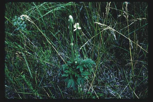 Anemone cylindrica - candle anemone
