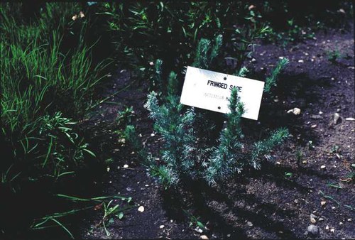 Artemisia frigida - fringed sagewort
