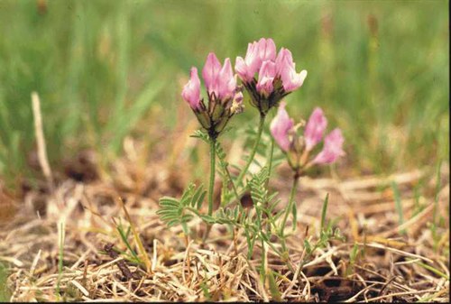 Astragalus agrestis - field milk-vetch