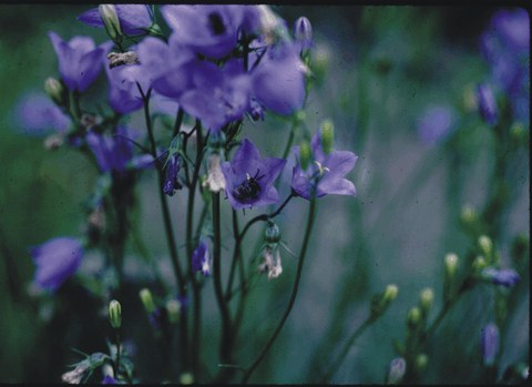 Campanula rotundifolia - harebell