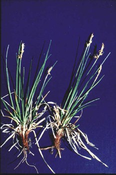 Carex inops - sun sedge