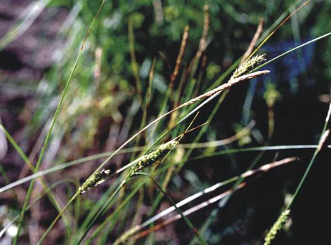 Carex lanuginosa - wooly sedge