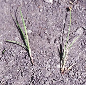 Carex obtusata - obtuse sedge