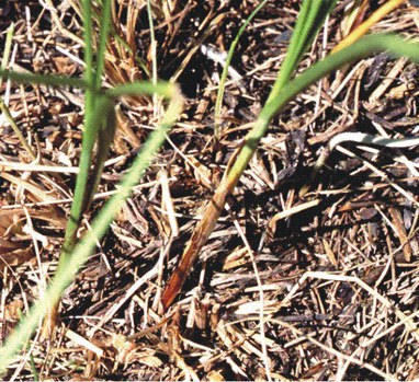 Carex praegracilis - clustered field sedge